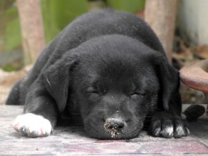 Is this sleeping puppy your "at-risk" agent?