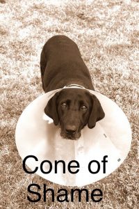 Cone of Shame